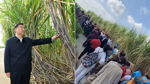 WTF?習近平「摸過的甘蔗」變朝聖地 人龍從早到晚付錢求摸