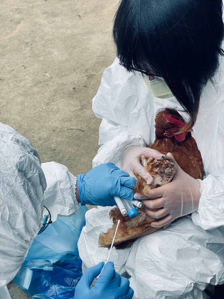 家禽主動監測。動保處提供