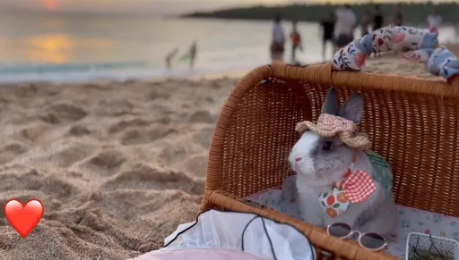 一隻兔子在海邊 我都不知道這幹嘛要拍成影片