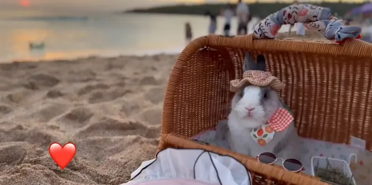 來張正面照是不是很可愛!FB粉專：萌萌公主兔世界 提供