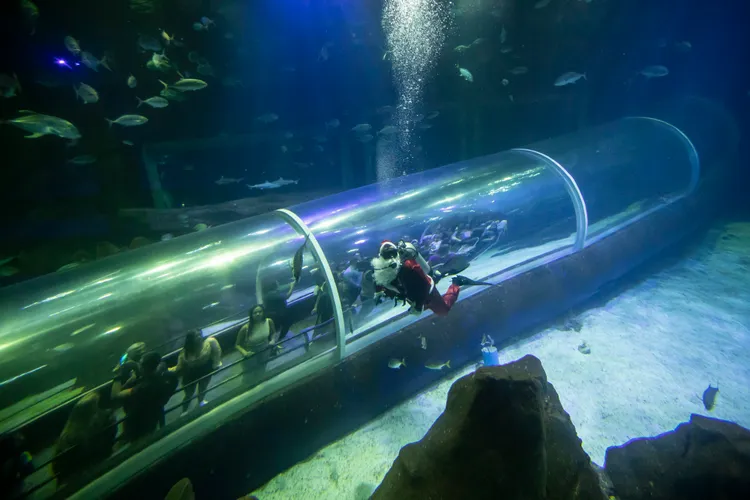 巴西里約水族館的聖誕表演。美聯社