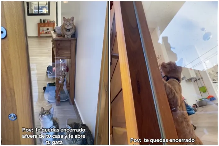 橘貓輕鬆把門把拉開。