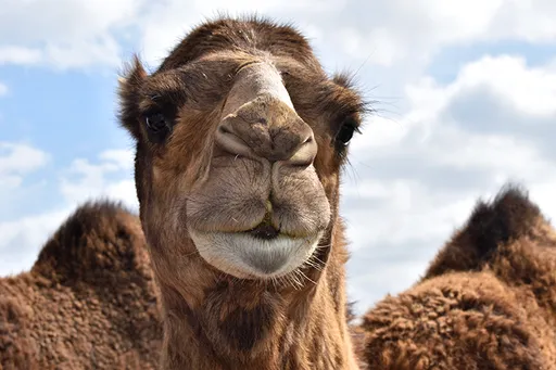 壹苹派生活美语 最美骆驼让你一夜致富(二)