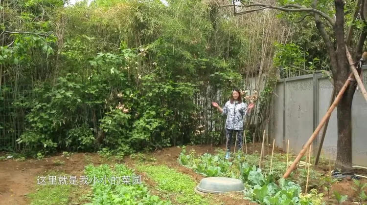 周海媚生前在別墅旁種花種菜的小菜園。翻攝《周海媚》的西瓜視頻