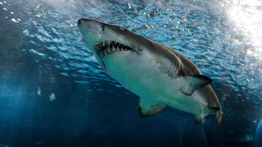 完婚隔天夫妻度假玩槳板 44歲新娘被鯊魚狠咬當場喪命