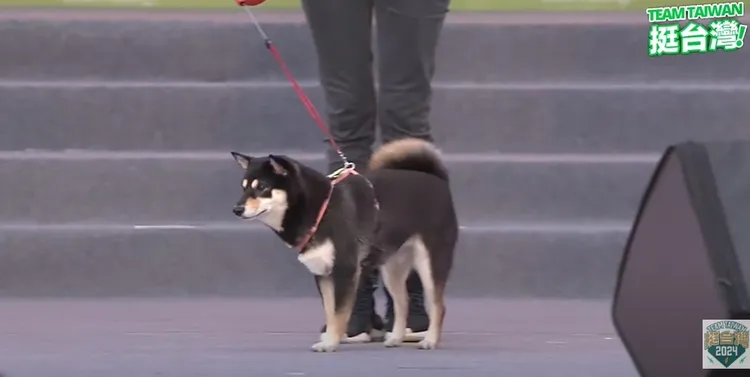 許淑華曬愛犬豆漿。翻攝自賴清德YT直播