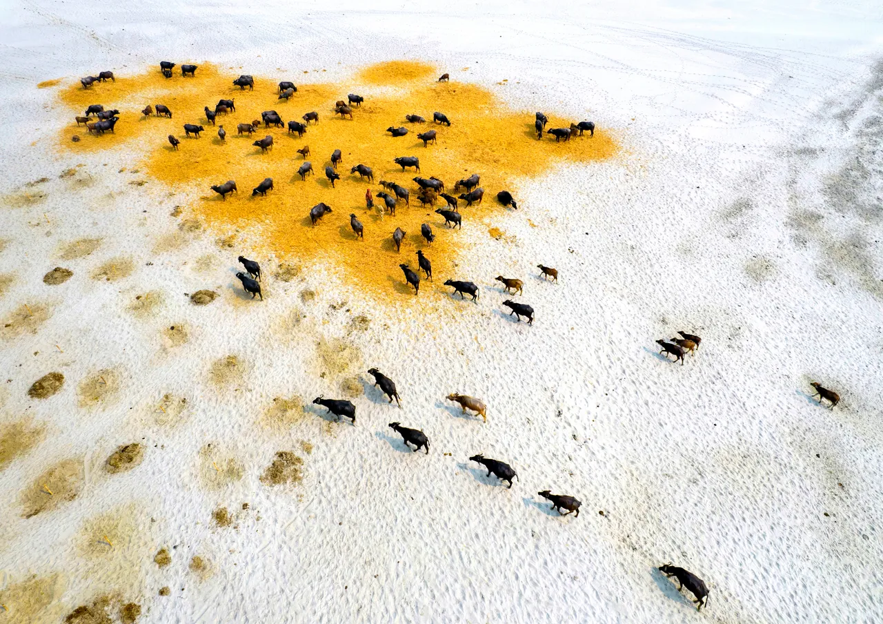 「乾旱中存活的水牛」©Md Shafiul Islam/Environmental Photographer of the Year 2023