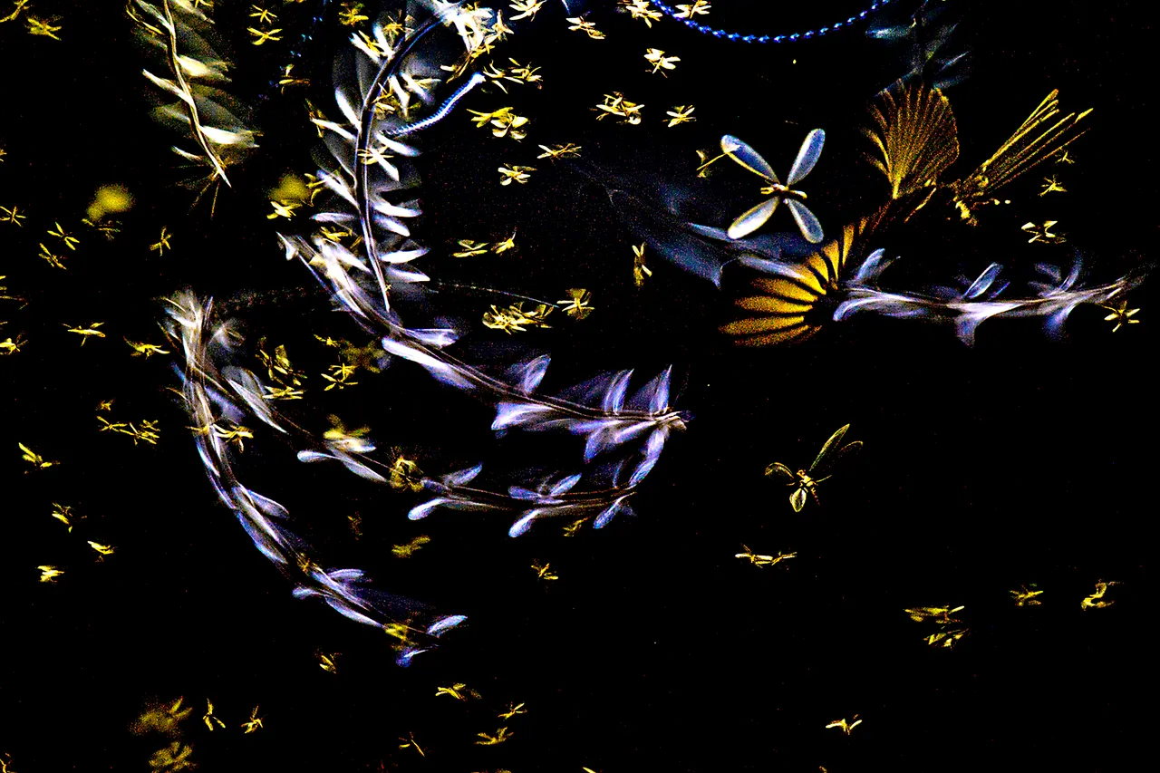 「侵略者」©Anirban Dutta/Environmental Photographer of the Year 2023