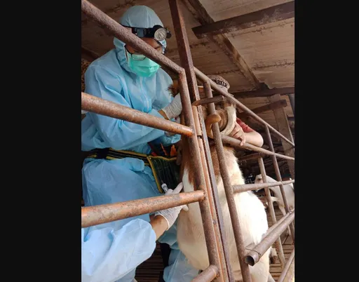 屏東乳羊爆布氏桿菌病!人畜共通 常見發燒、全身倦怠