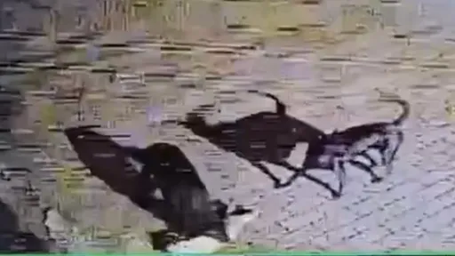 殘忍片!這對男女放家犬獵殺浪貓竟逍遙沒事 台南議員怒控動保處怠職