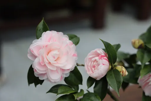 台北茶花展1/5開展!催花保30品種一次看 發票換花苗