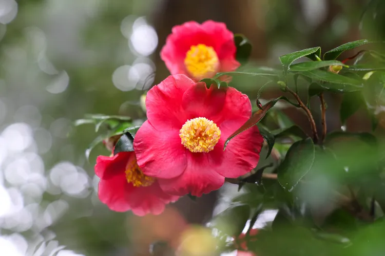 茶花展品種多好打卡。公園處提供
