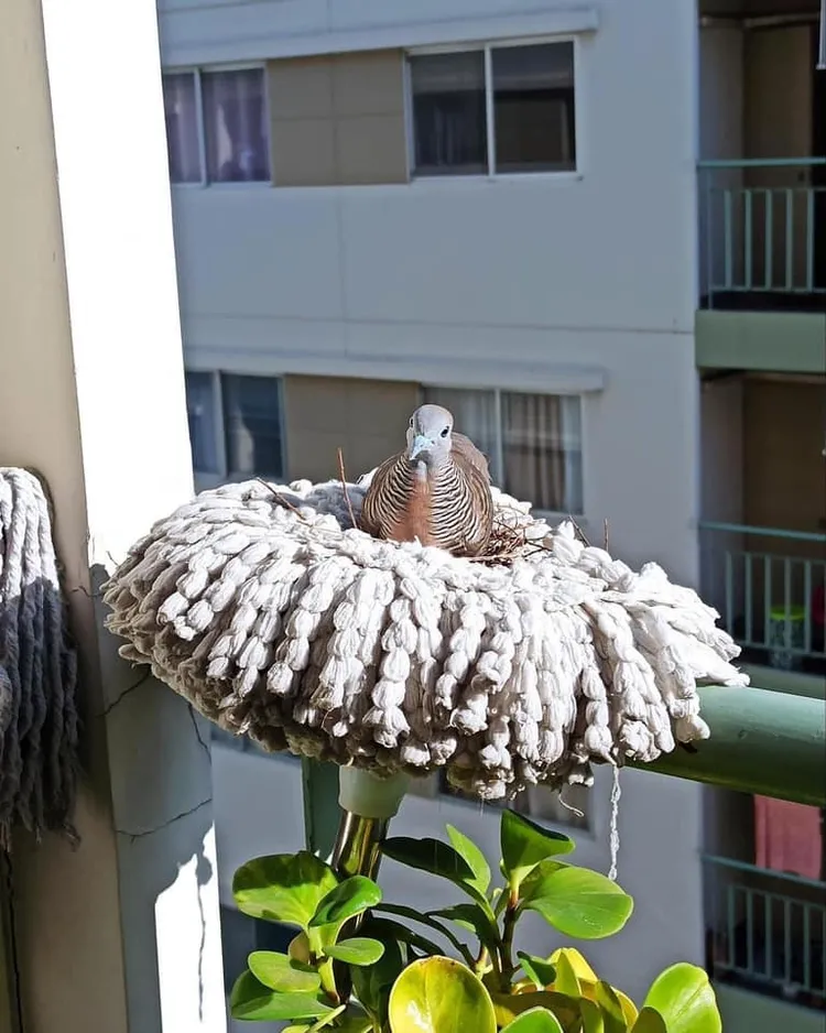 還有網友分享鳥佔地為王照片，只見鳥在後陽台女兒牆的拖把上，當場築起鳥巢當自己的窩。翻攝《路上觀察學院》粉絲頁