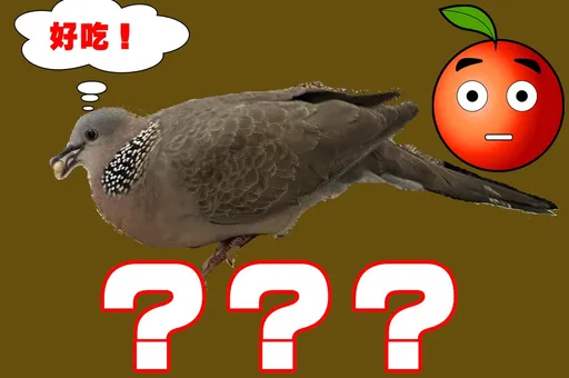 路邊直擊吃霸王餐犯罪現場萬人朝聖 網友譏:鳥界吃到飽