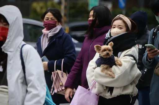 小型犬心肺差注意保暖!嚴重肺積水、腎衰竭 極地犬穿衣反過敏
