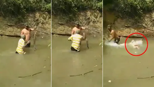漁夫「徒手抓電鰻」豪氣不到1秒 瞬間電倒僵直墜河被淹沒