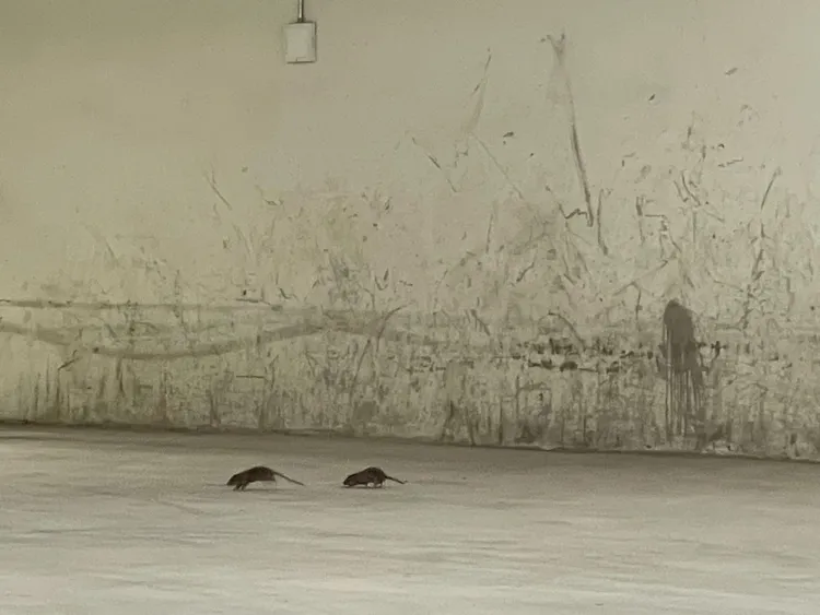 大巨蛋地下樓層爆鼠患。取自台北市議員許淑華臉書