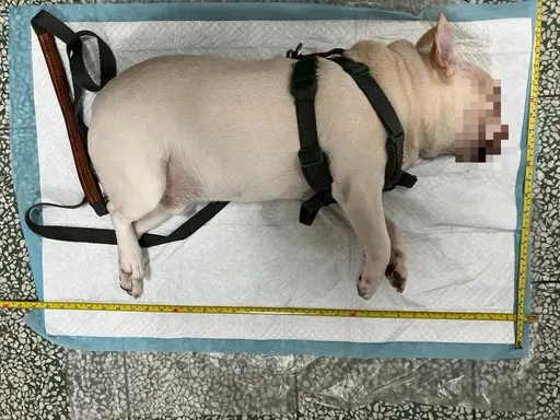 無良飼主把法鬥關車內!返家服藥睡著害牠熱死 北市動保處最重罰7.5萬
