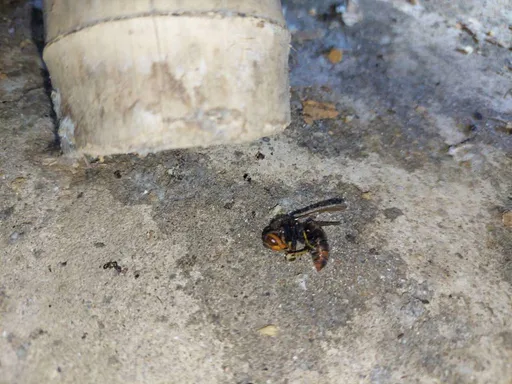 萬里驚傳蜂螫意外!7旬翁家中遭虎頭蜂叮咬 緊急送醫撿回一命