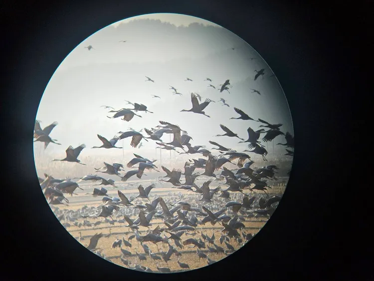 順天灣濕地觀景台望遠鏡的白頭鶴齊飛景色。韓國導遊小安提供