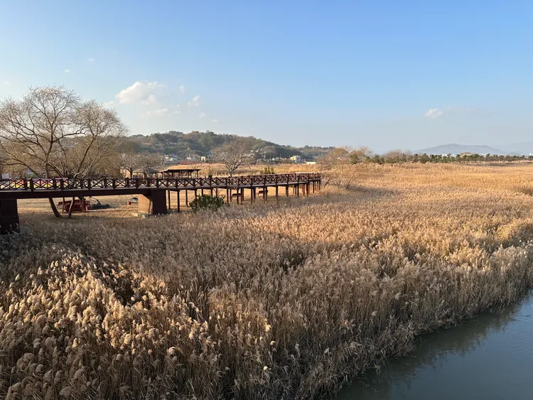 順天灣濕地有韓國最大的蘆葦生態群落。陳怡文攝