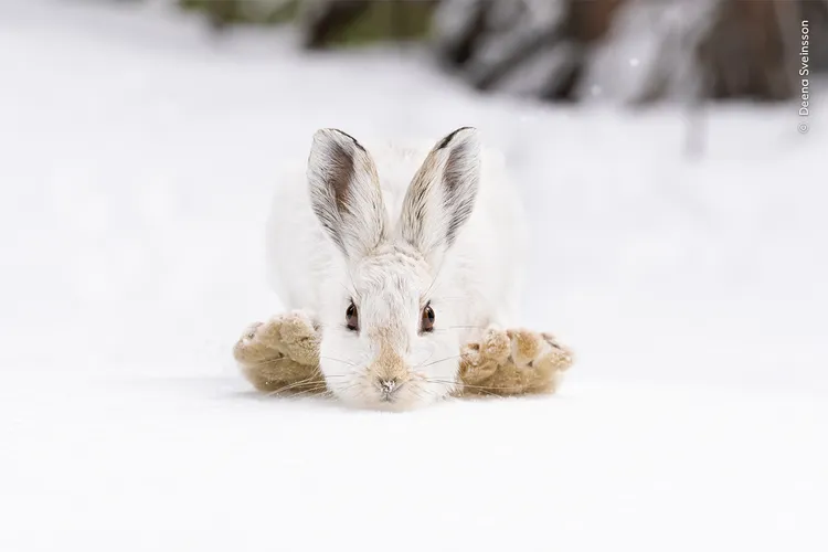 美國洛磯山國家公園一隻雪鞋兔（snowshoe hare）將腿台到頭部，準備在鬆軟的雪堆上進行一次大躍進。
©Deena Sveinsson / Wildlife Photographer of the Year
