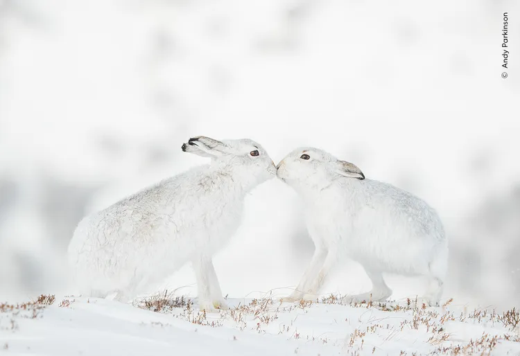 蘇格蘭莫納利亞山（Monadhliath）一隻公野兔正向母兔求愛，攝影師說通常女生會揮拳擊退男生，不過這次雙兔卻親暱啾咪，令他大為詫異。
©Andy Parkinson / Wildlife Photographer of the Year