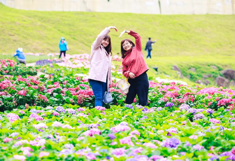 內湖大溝溪繡球花海，賞花健行兩相宜。水利處提供