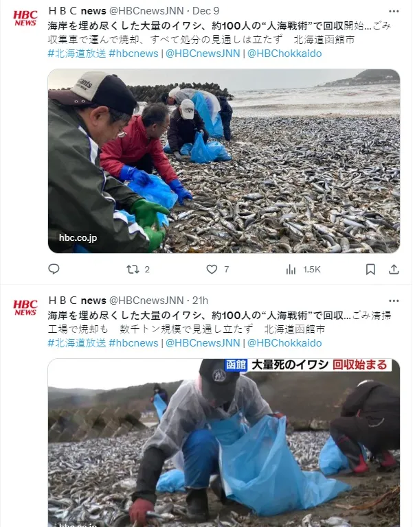 日本媒體報導大批人力徒手清運魚屍。翻攝X平台@HBCnewsJNN