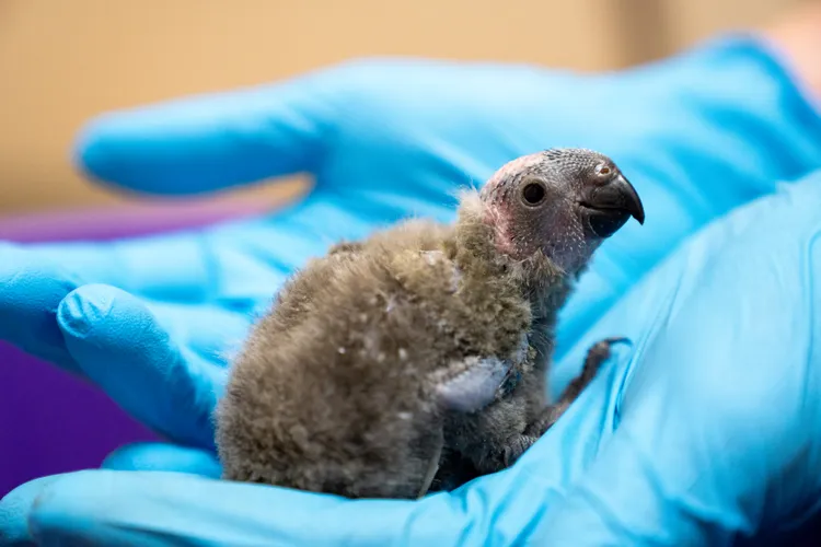 在英國動物園孵化的米契爾虹彩吸蜜鸚鵡。©英國切斯特動物園 Chester Zoo