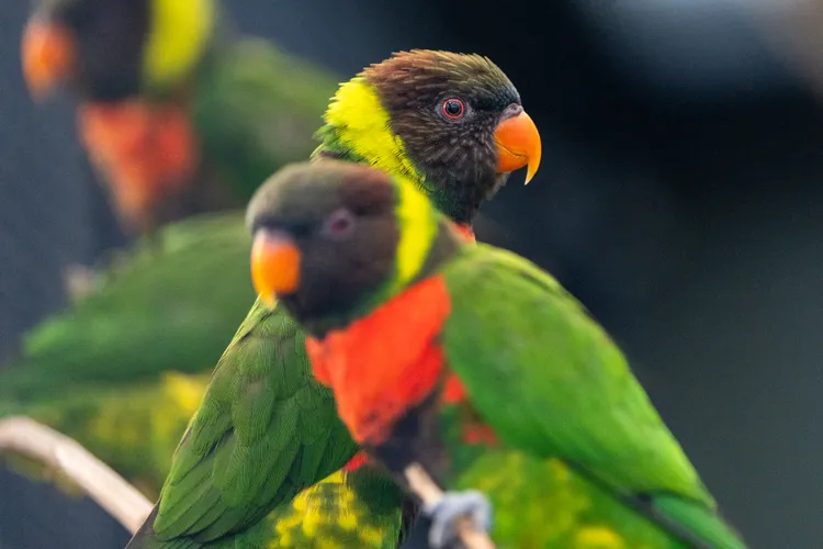 在英國動物園孵化的米契爾虹彩吸蜜鸚鵡。©英國切斯特動物園 Chester Zoo