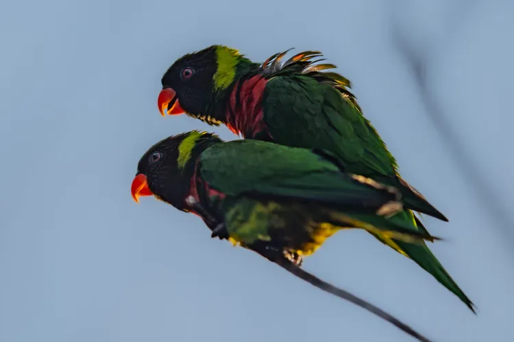 在英國動物園孵化的米契爾虹彩吸蜜鸚鵡。©英國切斯特動物園 Chester Zoo