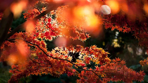 登郊山賞楓紅跌一跤 婦人「額頭正中階梯」喪命