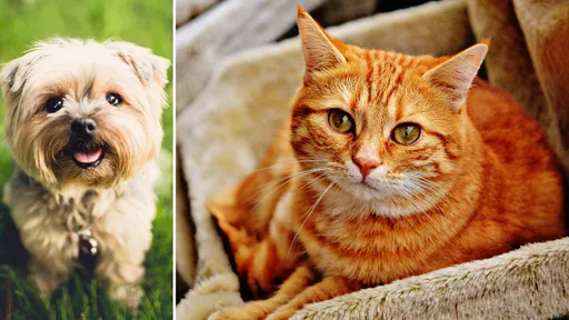 貓奴喜訊!新加坡組屋終於開放養貓 狗狗早就可以養了