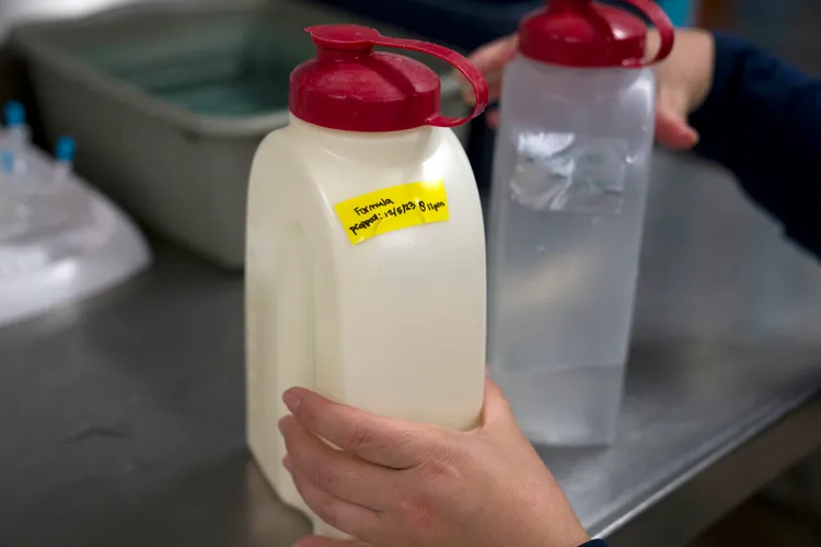 小海獺要全天候餵食。美聯社