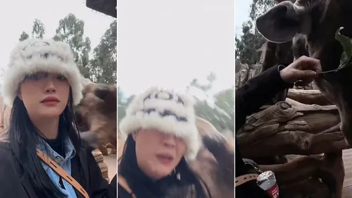 一枝小草就要合照　長頸鹿怒了！頭角橫掃撞飛人類正妹