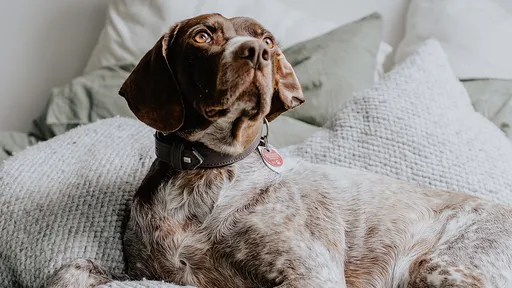 變態男約砲「狗男女人獸群交」 分享示範片結果對方是女警