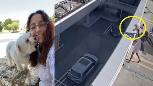 人美心恶!正妹将宠物狗抛下楼致死 竟称:我是为了牠好