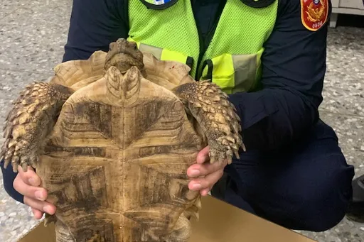 象龜翹家逛大街 老婦以為野生烏龜!險抱去放生