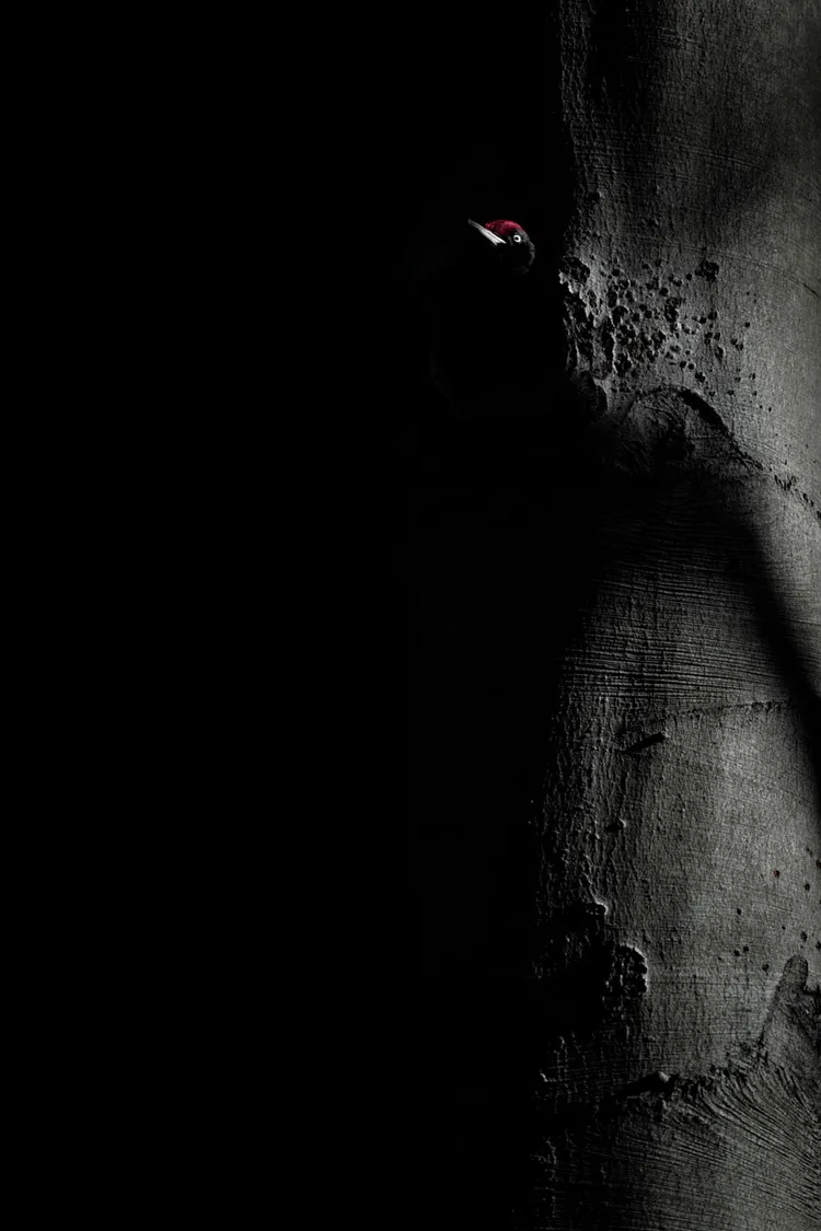 De Lage Landen自然攝影項目首獎。Alex Pansier / NPOTY 2023