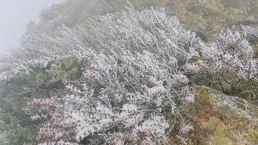 半個台灣有雨!玉山急凍-6.6℃ 霧淞美景超驚艷