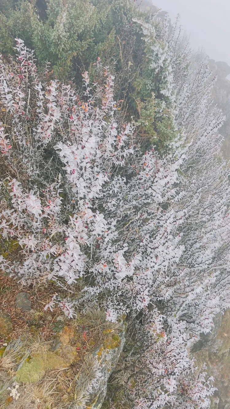玉山出現霧淞。氣象署提供