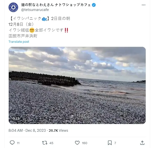 12月8日仍有大量魚屍沖上岸。翻攝X平台@tetsumarucafe