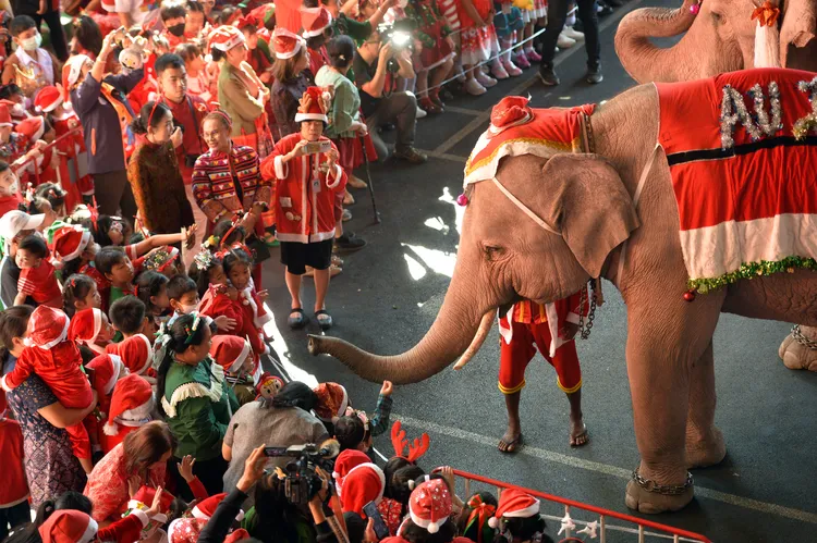 泰國大城府的聖誕大象，到學校分送聖誕節禮物給學童。新華社