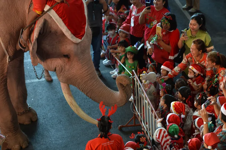 泰國大城府的聖誕大象，到學校分送聖誕節禮物給學童。新華社