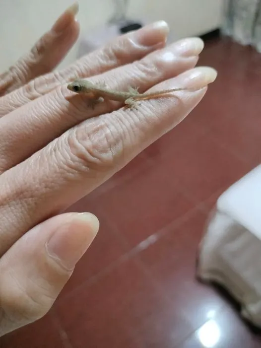 柯辰勳母遇到小壁虎爬手「趴下讓摸頭」，感動地寫下「我的愛回來看媽媽了！」翻攝自柯辰勳臉書