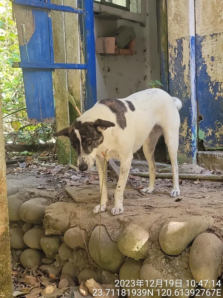 受傷浪犬已送醫。翻攝自「雲林縣關懷動物協會」臉書