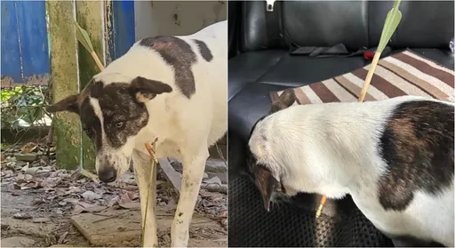不只遭「长箭穿颈」!还有浪犬瘫痪 紧急调监视器追「人渣」