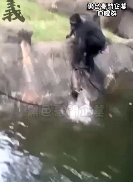 黑猩猩將白鼻心從水中拉起到陸地。翻攝自「黑色豪門企業」社群