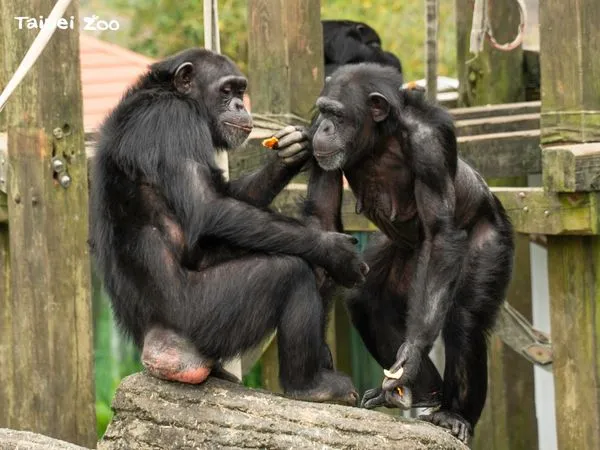 黑猩猩。翻攝自北市立動物園臉書